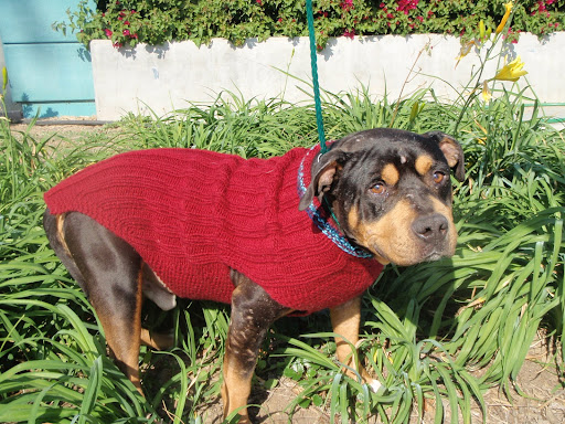 The shelter staff even photographed Georgie in a cute red sweater to help showcase his sweet demeanor. As is the case with so many, Georgie was brought in with no tags or microchip, and no one came to claim him.