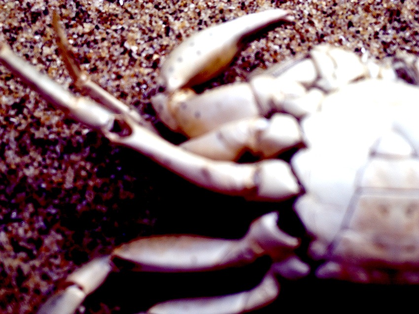 [crab-05%255B3%255D.jpg]