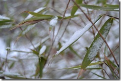 DSC_0529 DSC_0529