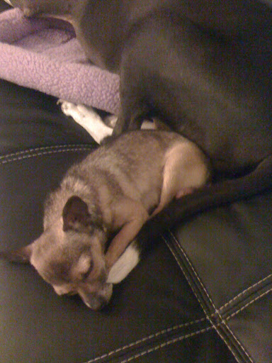 A dog resting their back up to or against you or another dog is a way of showing love and affection.