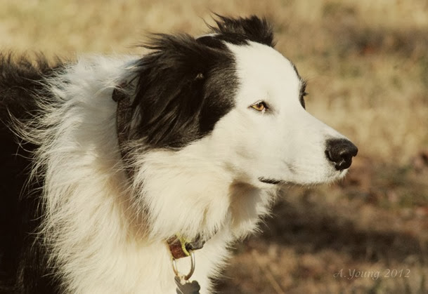 Get Skunk Smell Out Of Dog Collar Get Skunk Smell Out Of Dog Collar