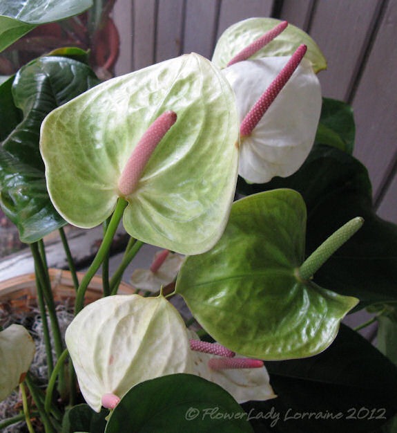 [12-17-anthurium2%255B5%255D.jpg]