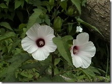 IMGA0045 IMGA0045