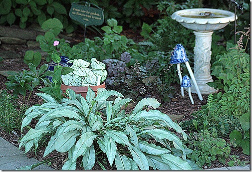 DianaClare_Pulmonaria