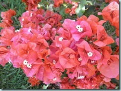 bouganvillea