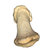 phalanx_distal_2nd_right.jpg