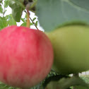 apples