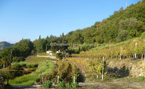 Italy property sale in Liguria, Vallebona