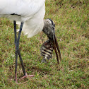 Wood stork