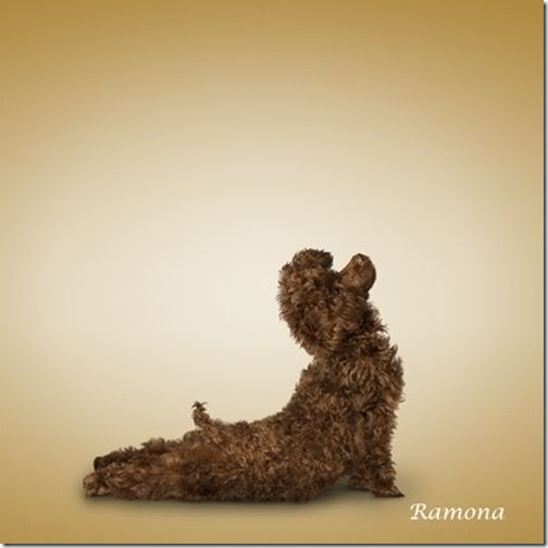 Yoga-dogs-10