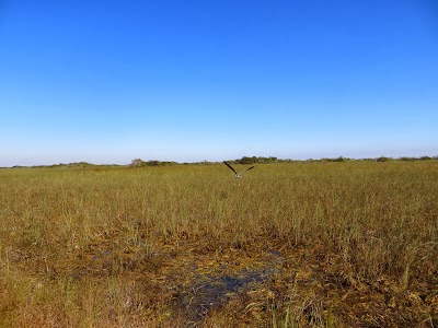 Sawgrass IMAGE_546.jpg