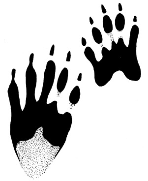 [raccoon2%255B2%255D.jpg]
