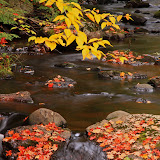 Little Carp River in the Fall # 3 / Porcupine Mountains / Upper Michigan