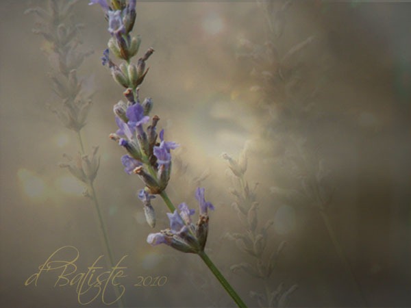 [9667-74-76-82-lavender-best%255B9%255D.jpg]