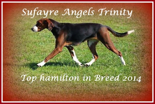 Sufayre Angels Trinity Sufayre Angels Trinity