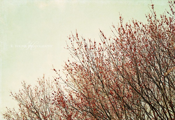 DSC_3593 copy 2
