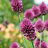 Amherst Gardens 2011