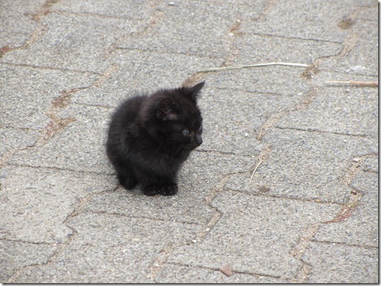 Bio-Babykatze Bio-Babykatze