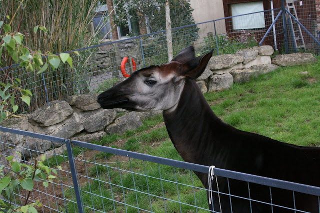 Okapi