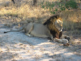 He looks harmless, but apparently this same one has killed other male lions in the area and has actually *eaten* them! Scary stuff! It's especially scary hearing stories like that when you're sitting just a few feet away in an entirely open vehicle. South Africa - 507.jpg