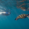 VE040 Day 6 Snorkeling Vol. Ecuador.jpg