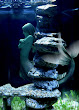 Black Sea Mermaid
