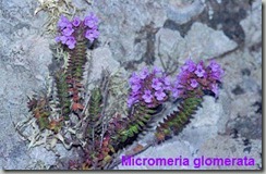micromeria-glomerata