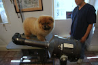 After my bath using a gentle shampoo, they used this blower to dry my fur.
