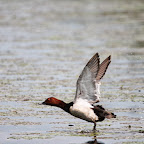 IMG_6488.JPG