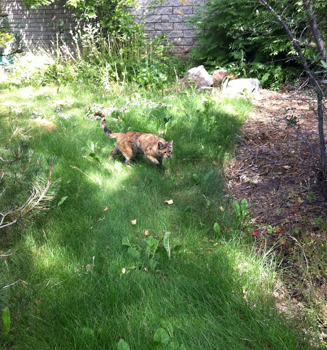 Some cats looked just like local wildlife!