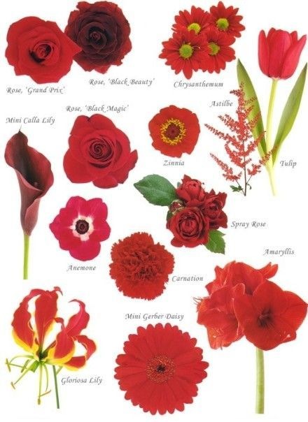 Know Your Flowers 1