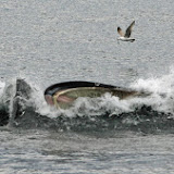 Lunge feeding finback whales