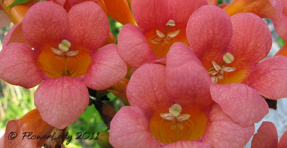 [06-20-trumpet-vine2%255B4%255D.jpg]