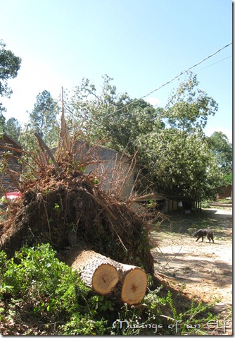 Tornado Damage