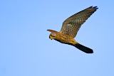 Falcon - Lauwersoog, the Netherlands