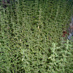 Pennyroyal_American_False_1.jpg
