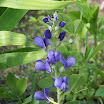 australis 5.JPG