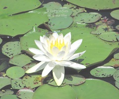 Deplasito bog..white text 2 dragonflies on pond lily