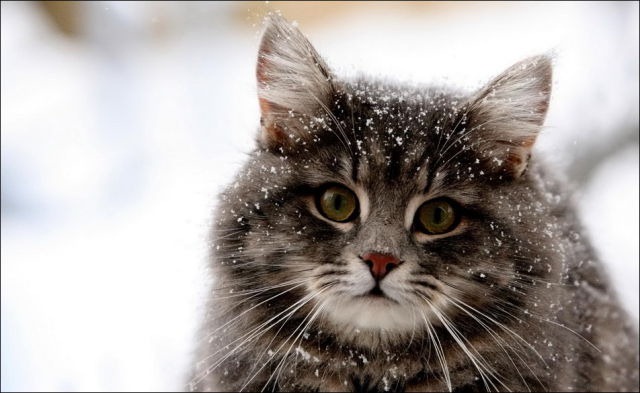 [cats-play-snow-15%255B2%255D.jpg]