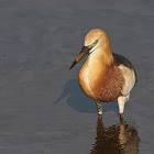 Javan Pond Heron