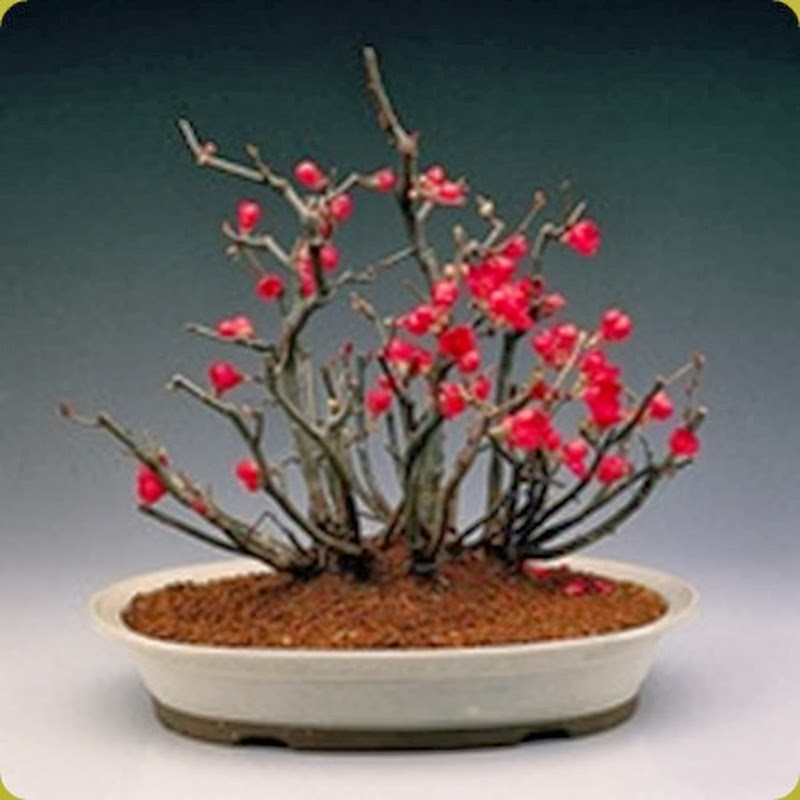 Il Cotogno da fiore è, tra i bonsai a precoce fioritura primaverile, uno dei più belli e facili da coltivare.