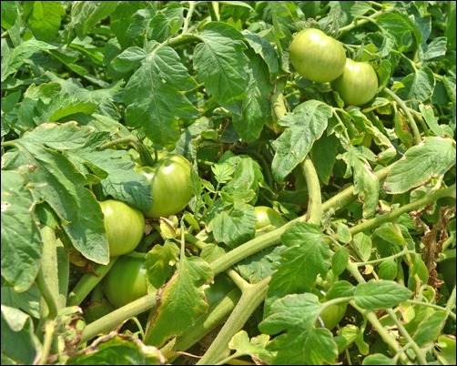 green tomatoes