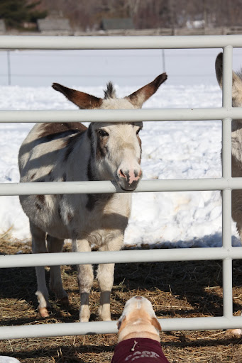 But, once that snow was cleared and now that we're outside in the paddock, we're having so much fun playing in the snow!