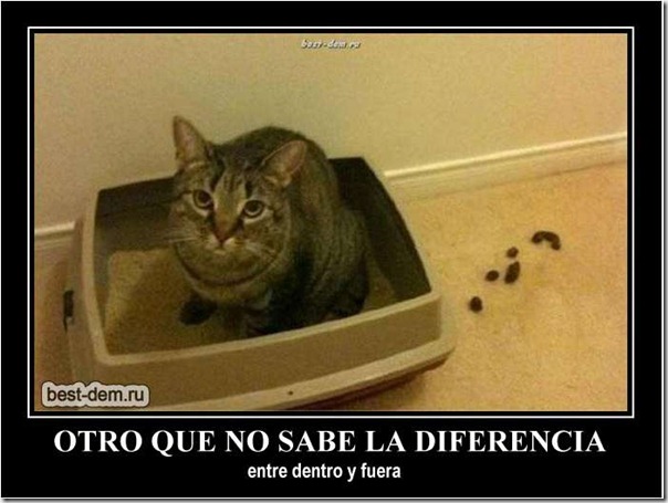 desmotivaciones gato 1