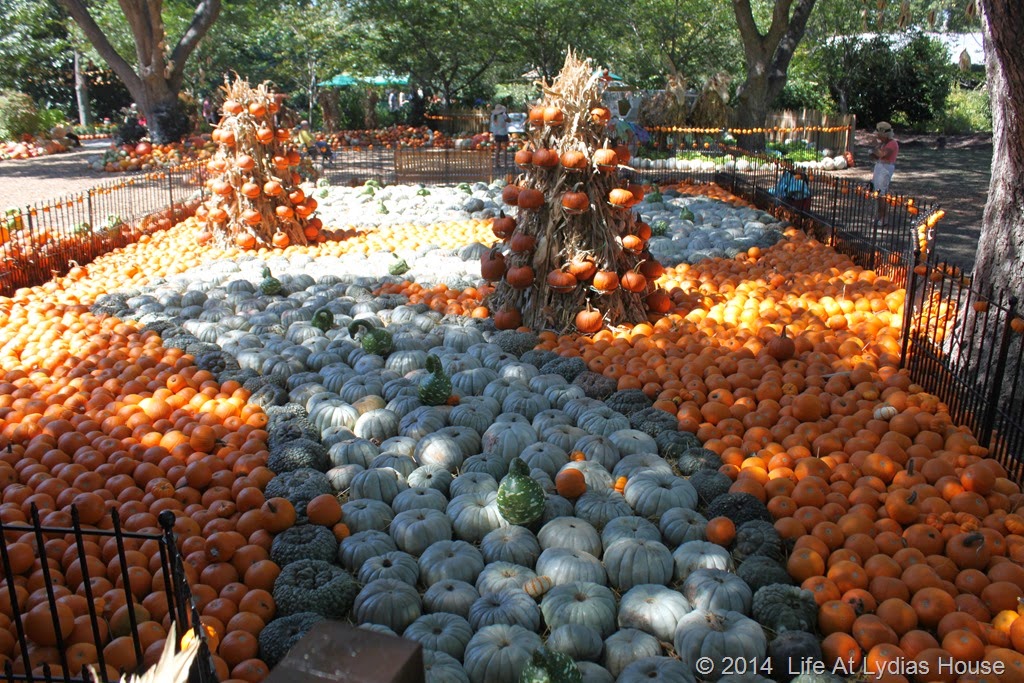 [Dallas-Arboretum---pumpkin-festival-%255B48%255D.jpg]