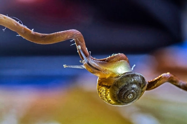 Tema Prosta_D_Marjan Cigoj_Dolga pot.jpg