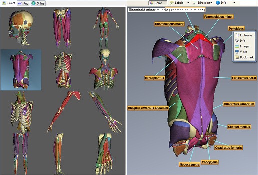 3D Interactive Anatomy For Exercise Software