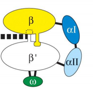 RNA polymerase RNA polymerase