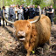 Roertsau; quartier; installation dun cheptel de bovins rustiques; troupeau; développement durable; agriculture; roland ries; restauration des milieux naturels; écologie; gläserwoerth; pourtalès;  pâturage; vaches; highland cattle; environnement