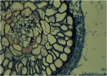 ectomycorrhiae ectomycorrhiae